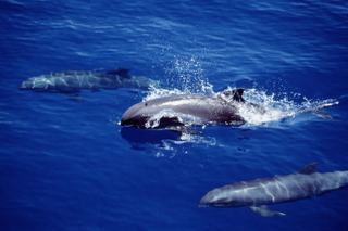 Illustration for article titled Descubren un hĂbrido de delfĂn y ballena nunca visto antes en la costa de HawĂĄi